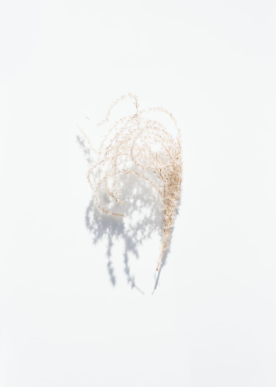 brown leaf, studio shot, white background, no people, indoors HD wallpaper