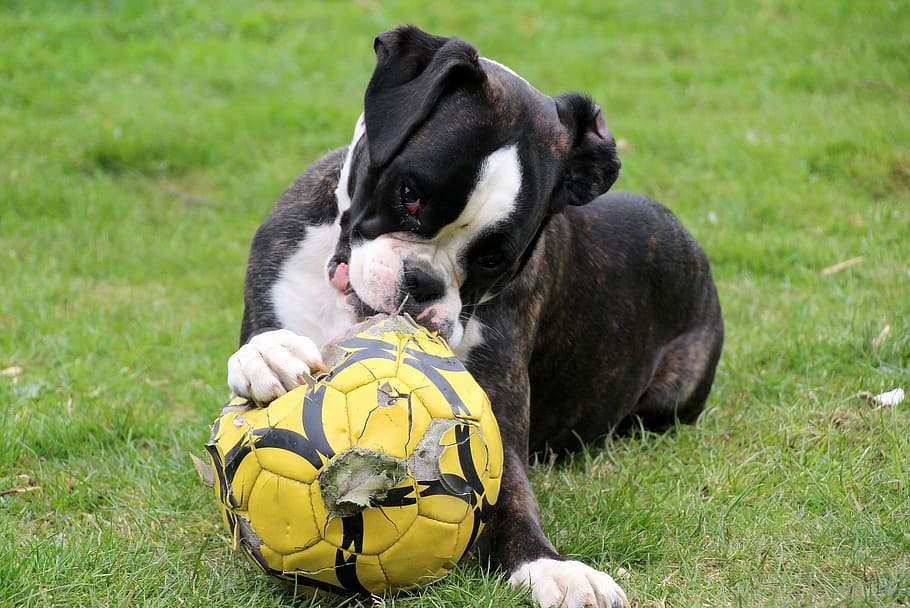 dog, boxer, playing, ball, yellow, animal, pet, loyal, friend