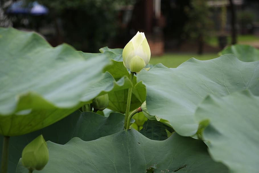 lotus, flower, pond, leaf, plant part, growth, beauty in nature HD wallpaper