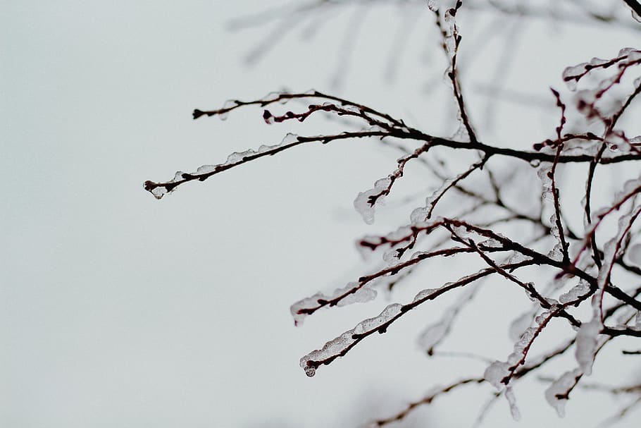withered tree covered with snow, bird, flying, animal, greenville HD wallpaper