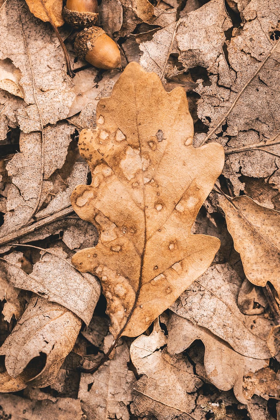 brown withered leaves and acorns, plant part, leaf, dry, autumn HD wallpaper