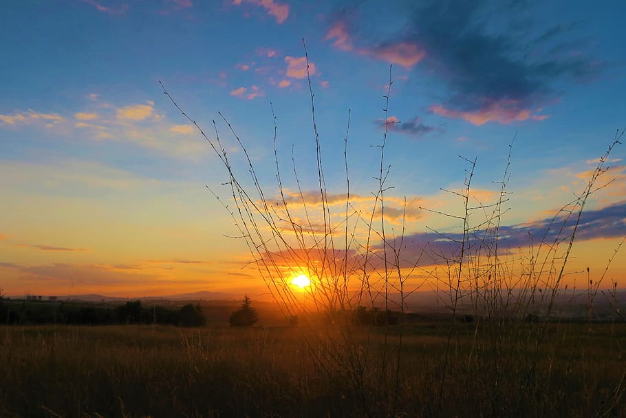 herbs, sunset, nature, sky, plant, solar, flower, cloud - sky HD wallpaper
