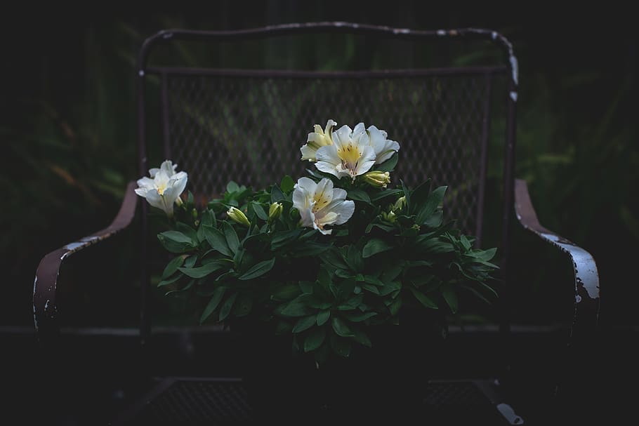 white-petaled flower, plant, blossom, united states, arroyo grande HD wallpaper