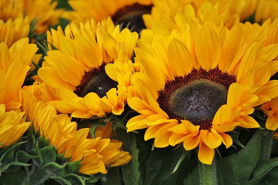 flower, nature, fresh, freshness, beauty, flowering plant, yellow HD wallpaper
