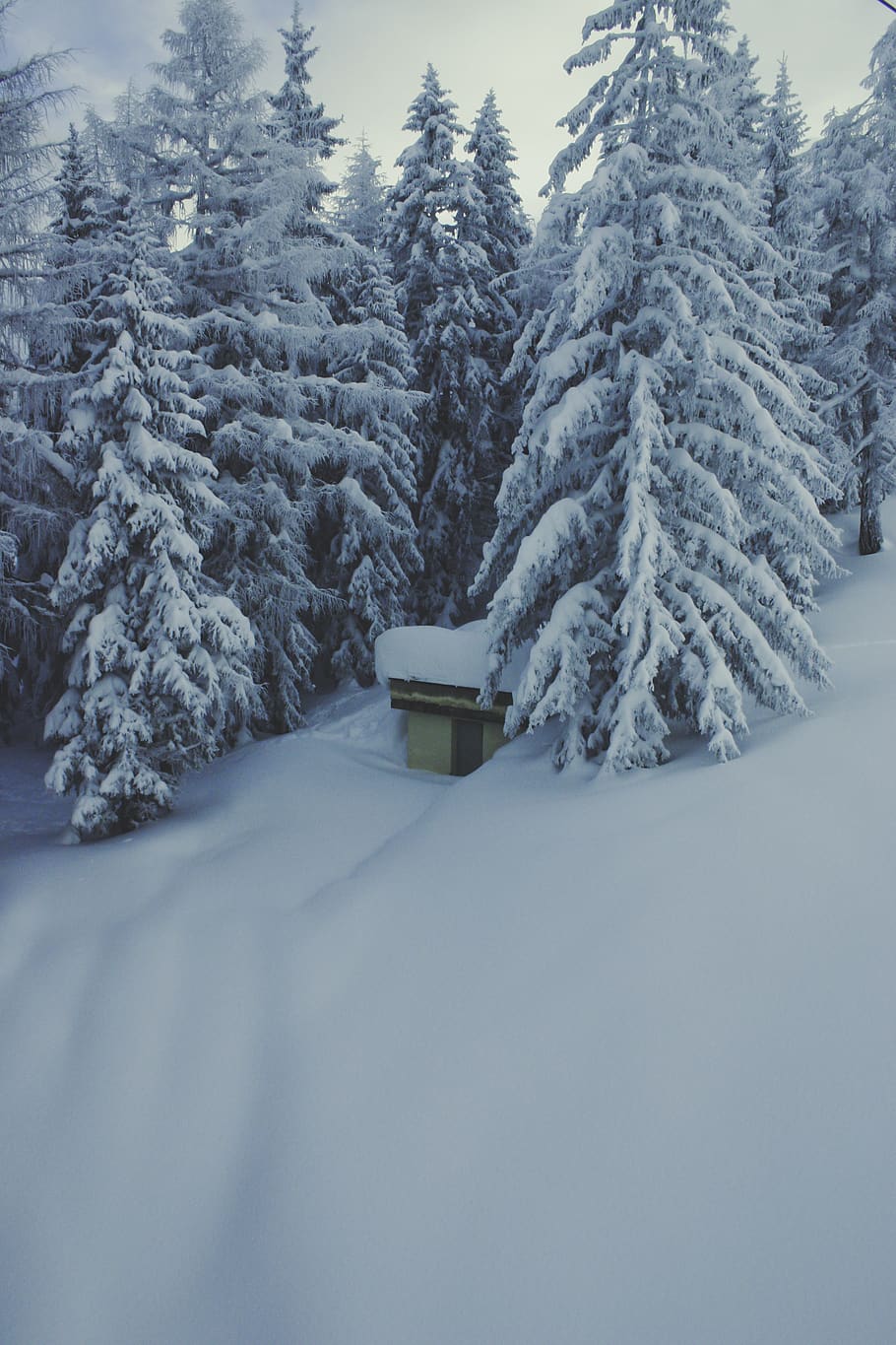 nature, blanket, snow, forest, trees, pine, cottage, cabin HD wallpaper