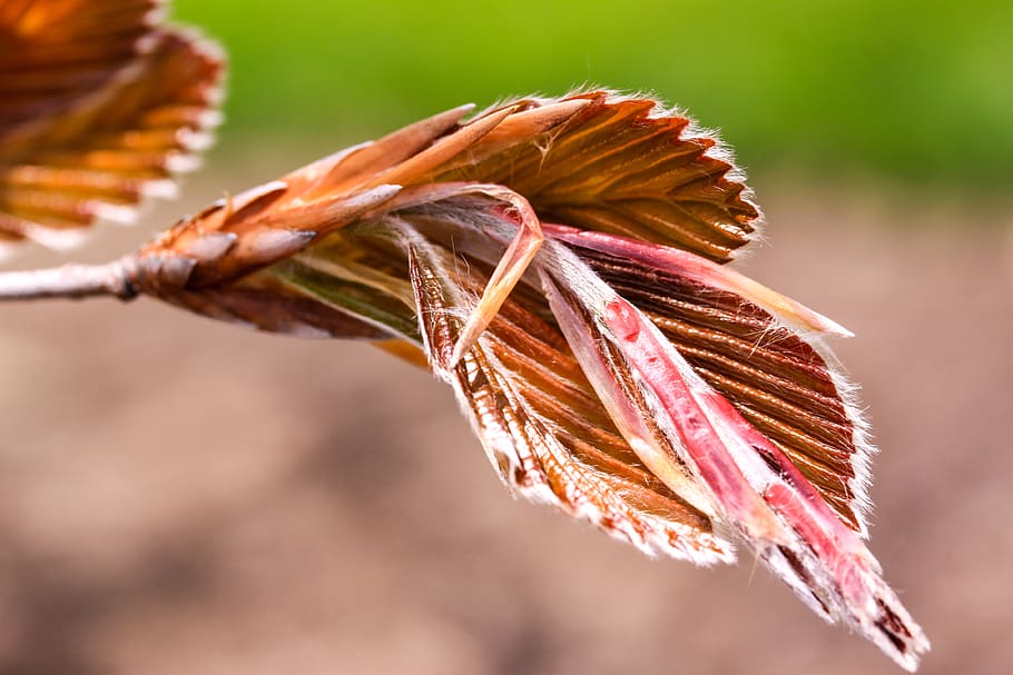 beech tree, buds, nature, macro, close up, close-up, focus on foreground HD wallpaper