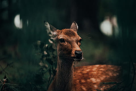 brown deer in forest, wildlife, animal, mammal, elk, kangaroo HD wallpaper