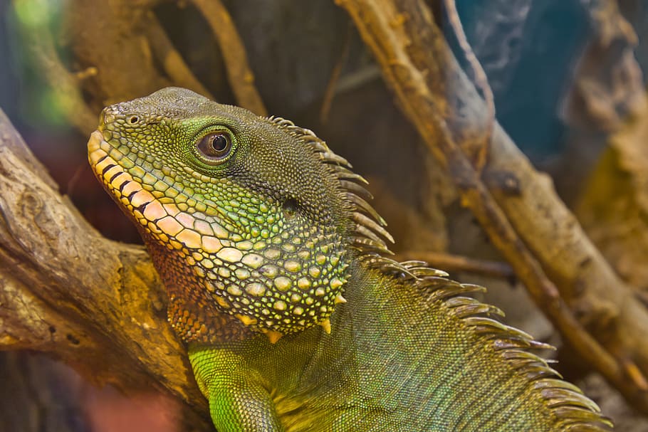 lizard, reptile, scale, close up, animal world, terrarium, green HD wallpaper