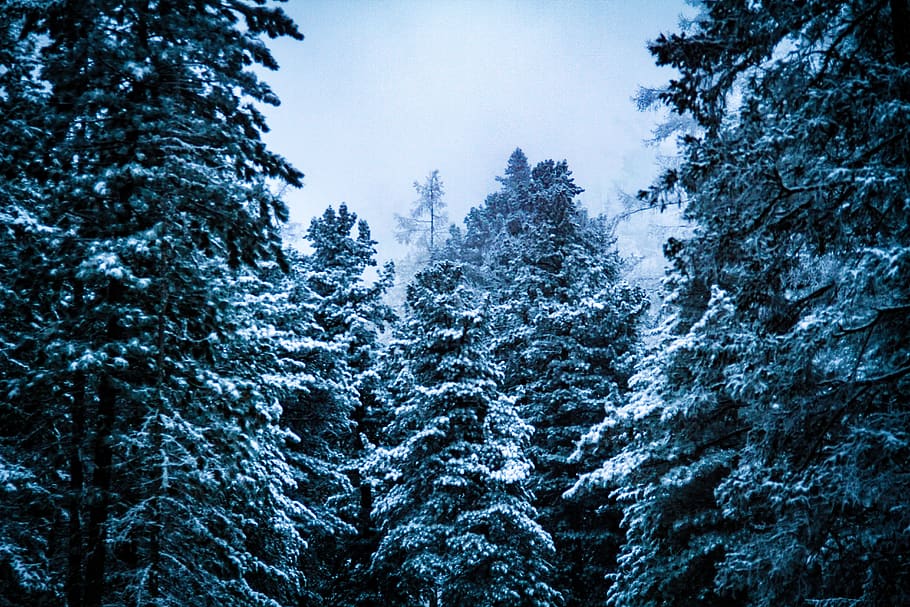 green pine trees, plant, fir, abies, conifer, spruce, snow, forest HD wallpaper