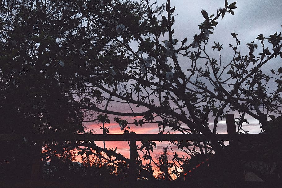 sunset, blossom, tree, plant, growth, nature, branch, silhouette HD wallpaper