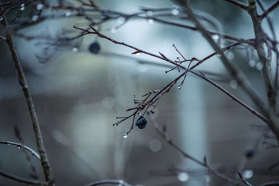 withered plant with droplets, outdoors, nature, leaf, animal HD wallpaper