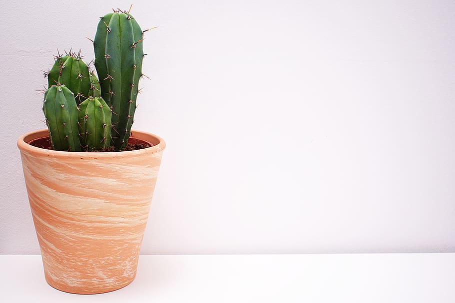 Cactus In Brown Vase, plant, pot plant, prickly, potted plant