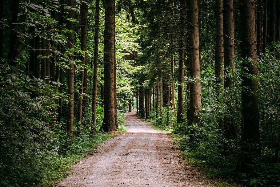 dirt pathway beside forest trees, plant, direction, land, the way forward HD wallpaper