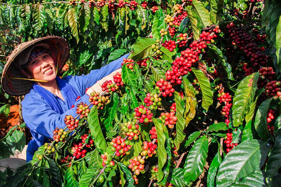 woman standing in front of coffee tree, outdoors, human, person