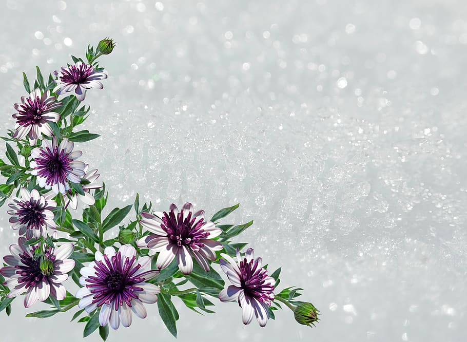 greeting card, note, flowers, daisies, postcard, scrapbook HD wallpaper