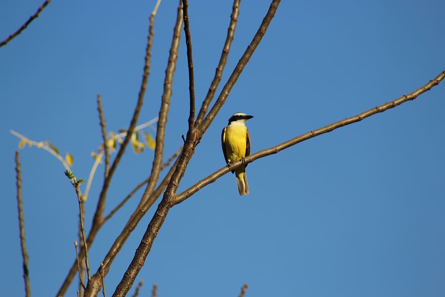 bird, nature, fly, wild, vertebrate, perching, animal themes HD wallpaper
