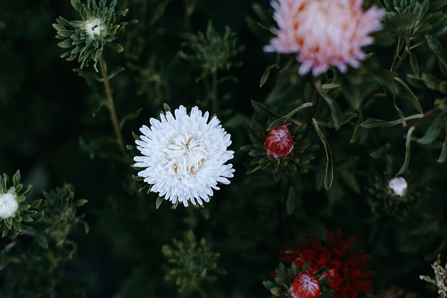 White and Pink Chrysanthemums Closeup Photography, asters, beautiful HD wallpaper