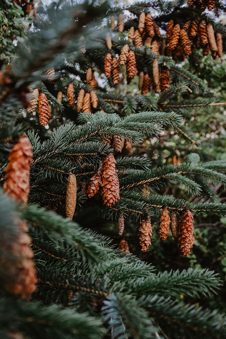 pine cone trees, plant, growth, close-up, no people, pine tree HD wallpaper