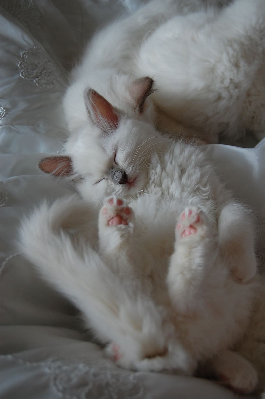 cat, kitten, ragdoll, sleep, needed, domestic, pets, domestic animals HD wallpaper