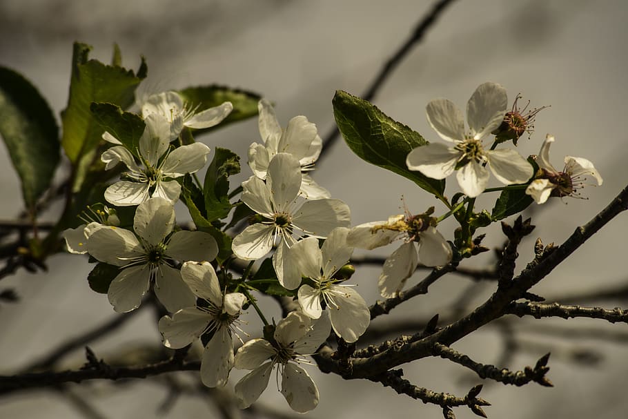 flower, visin, spring, ceralb, autumn, nature, forest, landscape HD wallpaper