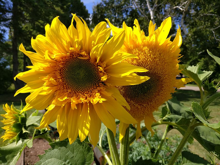 canada, summerside, flower, yellow, flowering plant, flower head HD wallpaper