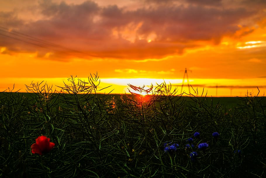 west, summer, meadow, twilight, sunset, sky, beauty in nature HD wallpaper