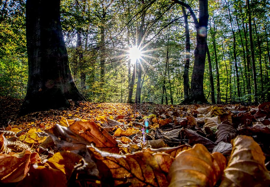 backlighting, sun, sunset, leaves, autumn, colorful, red, dazzling star HD wallpaper