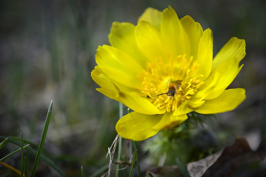 pheasant's eye, adonis, vernal adonis, adonideae, ranunculaceae HD wallpaper