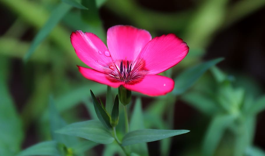 blossom, bloom, plant, flower, nature, garden, close up, flora HD wallpaper
