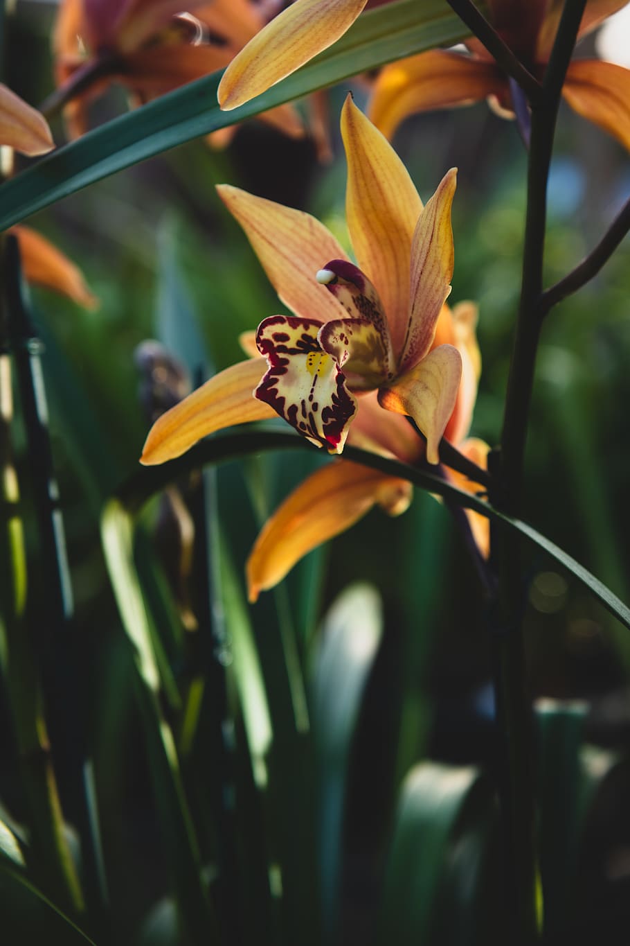 yellow petaled flower, plant, flowering plant, beauty in nature HD wallpaper