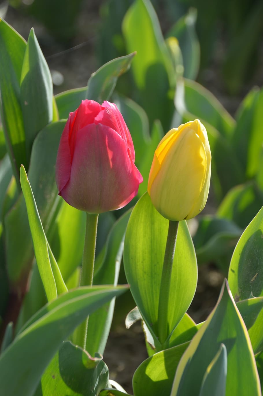 tulip, flower, spring, nature, garden, plants, yellow, red HD wallpaper