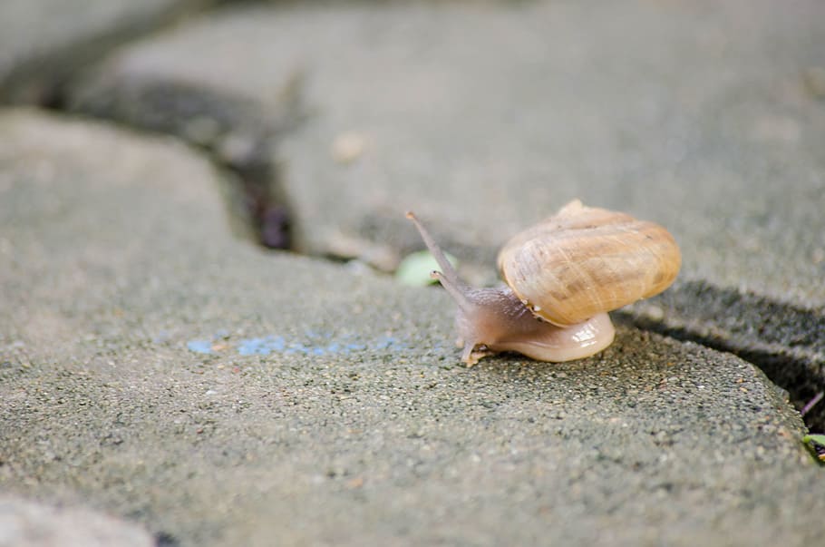 Slow moving with Snail, animal, shell, nature, wildlife, slimy HD wallpaper