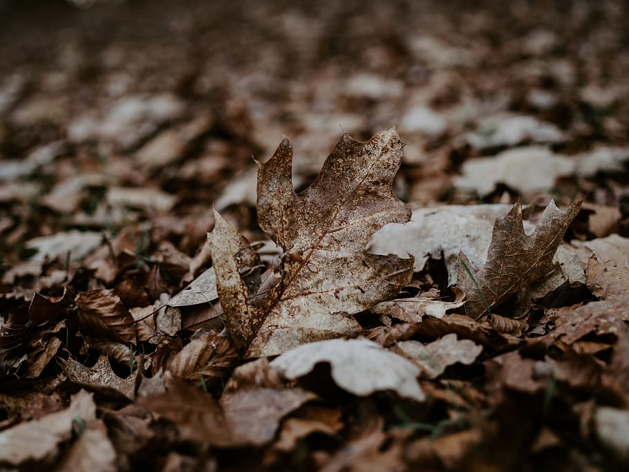 dried brown leaf, plant, ground, grain, vegetable, produce, food HD wallpaper