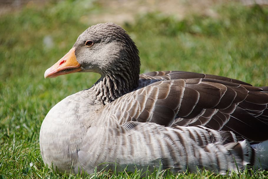 goose, duck, bird, animals, head, plumage, eye, the creation of HD wallpaper