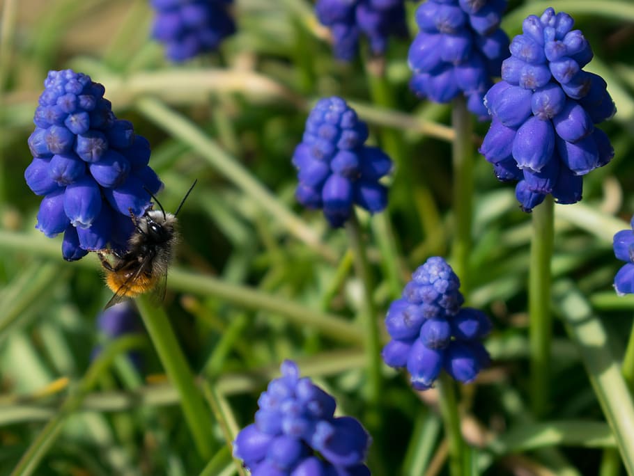 bee, plant, flower, insect, spring, nature, plants, flowering plant HD wallpaper