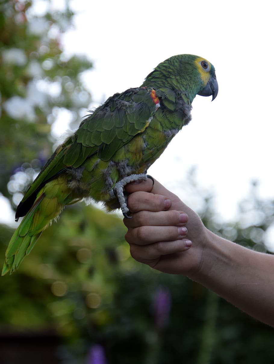 bird, parrot, hand, bear, keep, human, animal, plumage, feather HD wallpaper