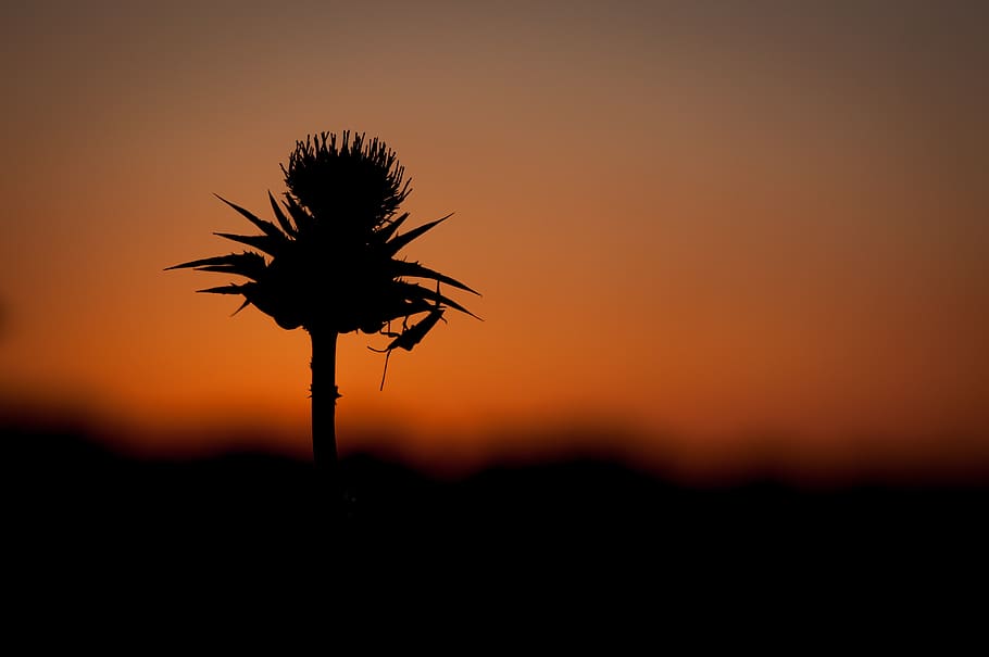 silhouette, sunset, sky, beauty in nature, plant, orange color HD wallpaper