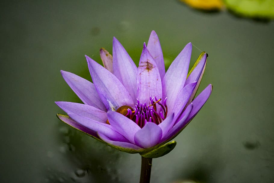 purple lily flower, plant, blossom, new york, pond lily, conservatory garden HD wallpaper
