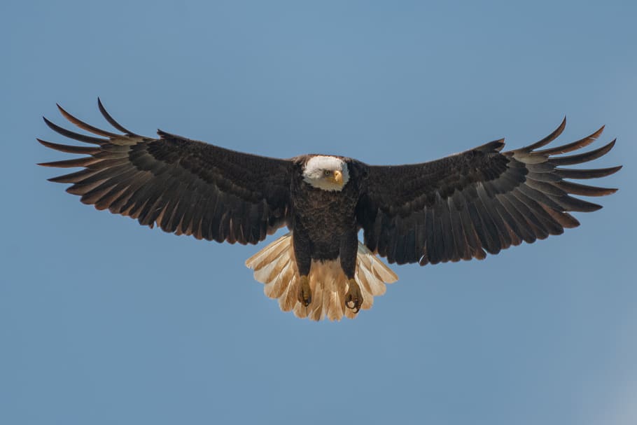 black and white eagle, animal, bird, bald eagle, slougha wildlife management area HD wallpaper