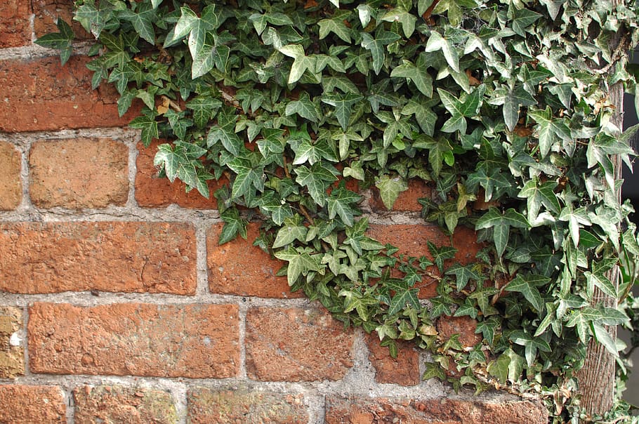 united kingdom, stafford, leaves, ivy, weathered, foliage, brick wall, HD wallpaper