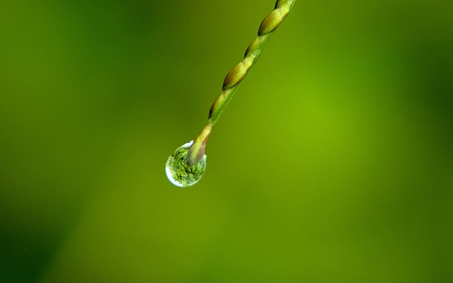 dew, rain drop, nature, grass, reflection, green color, close-up HD wallpaper