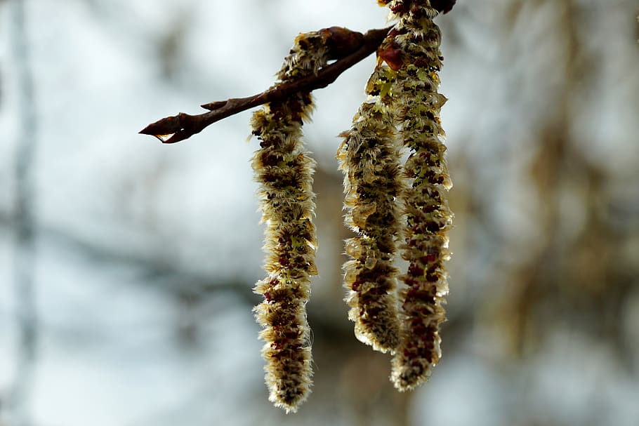 tree, winter, nature, flowers, wood, close up, focus on foreground HD wallpaper