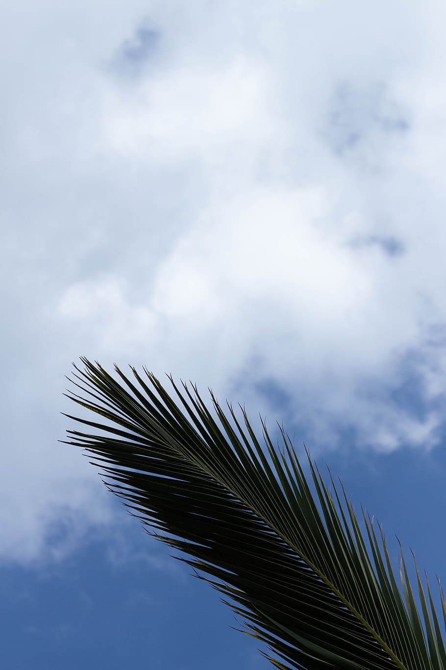 Coconut Leaf Stalk Under Cloudy Sky, blue sky, bright, clouds HD wallpaper