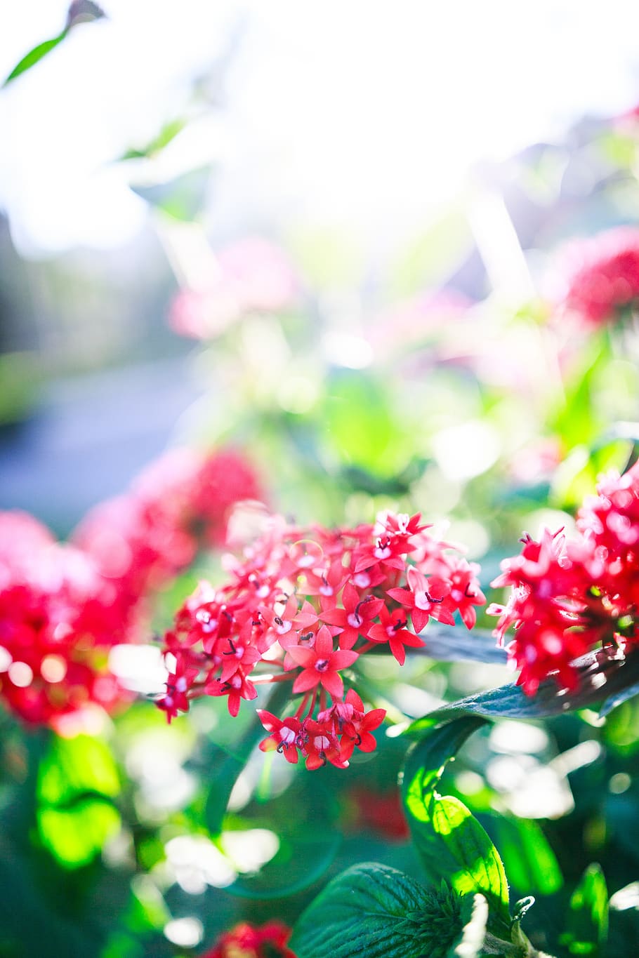 nature, green, leaf, blossom, flowers, plant, summer, spring HD wallpaper