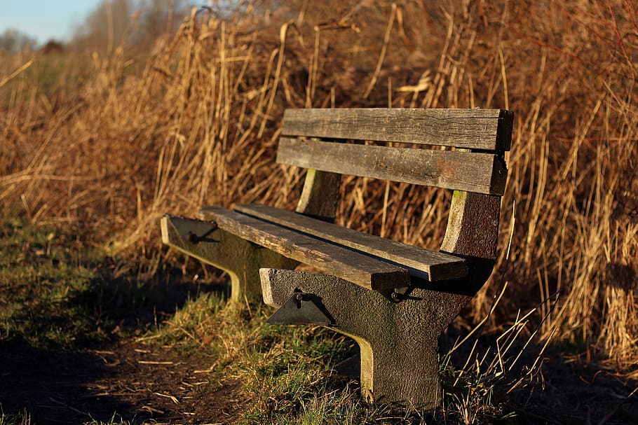 bank, bench, seat, wooden bench, nature, walk, sunset, break