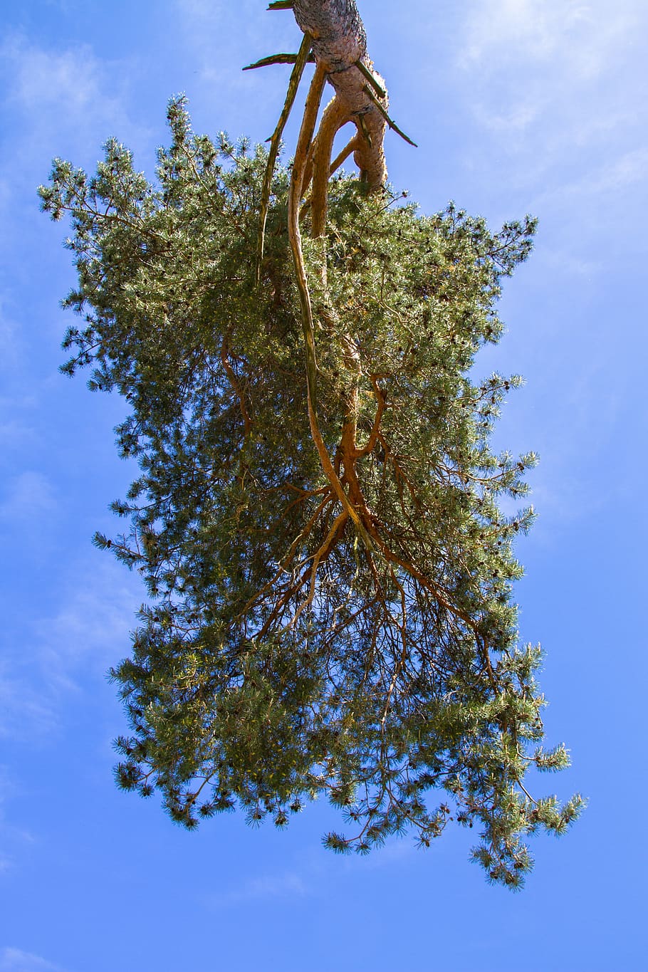 tree, pine, sky, aesthetic, needles, plant, low angle view HD wallpaper
