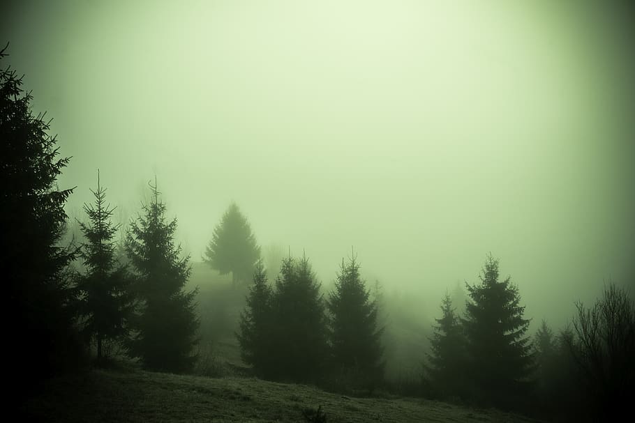 romania, bistra, branches, trees, countryside, travel, fog HD wallpaper