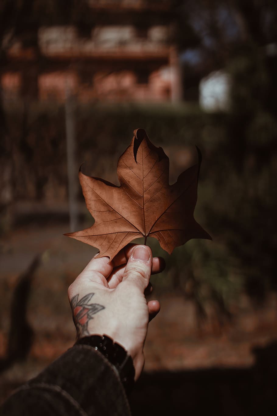 person holding brown maple leaf, hand, tattoo, autumn, fall, orange