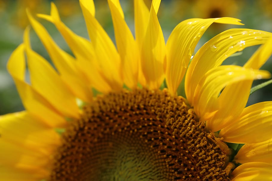 flower, flowering plant, fragility, yellow, freshness, vulnerability HD wallpaper