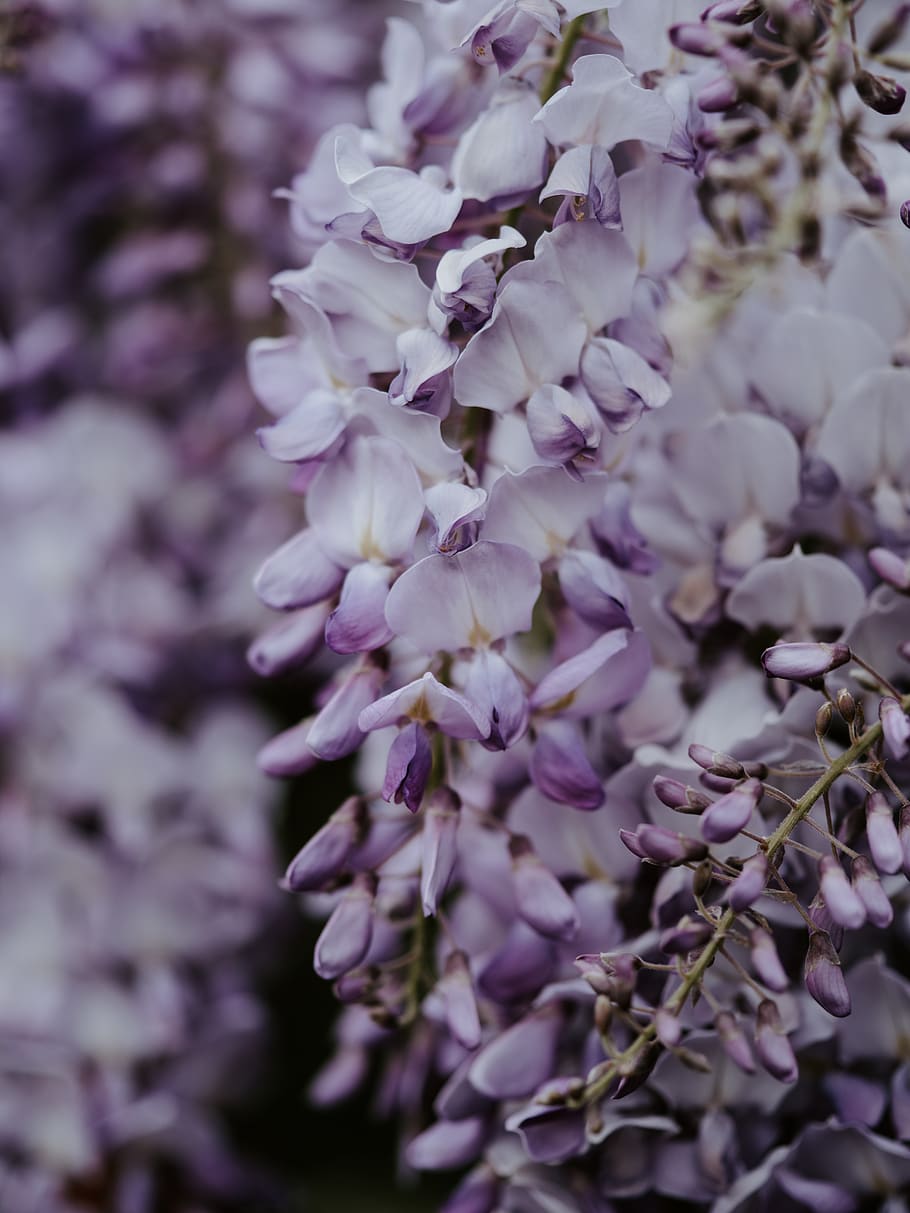 purple-petaled flower, plant, blossom, lilac, geranium, sprout, HD wallpaper